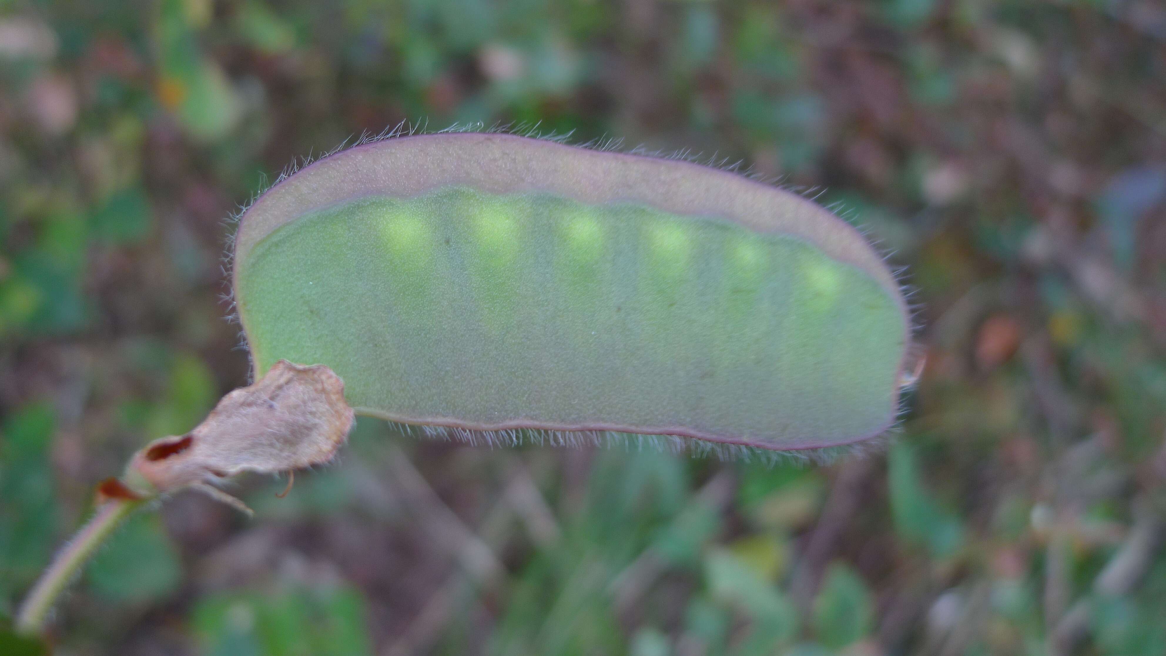 Plancia ëd Platylobium formosum Sm.