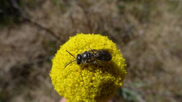 Image of Lasioglossum lanarium (Smith 1853)