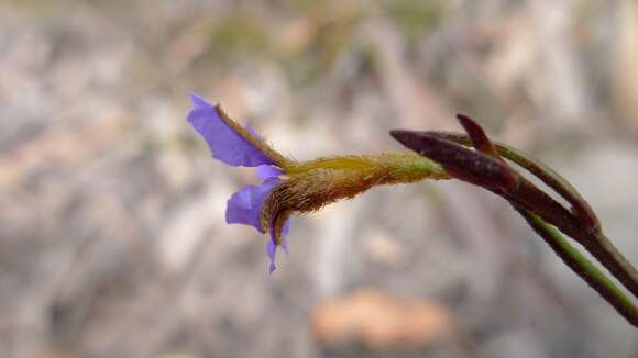 Image of Dampiera stricta (Smith) R. Br.