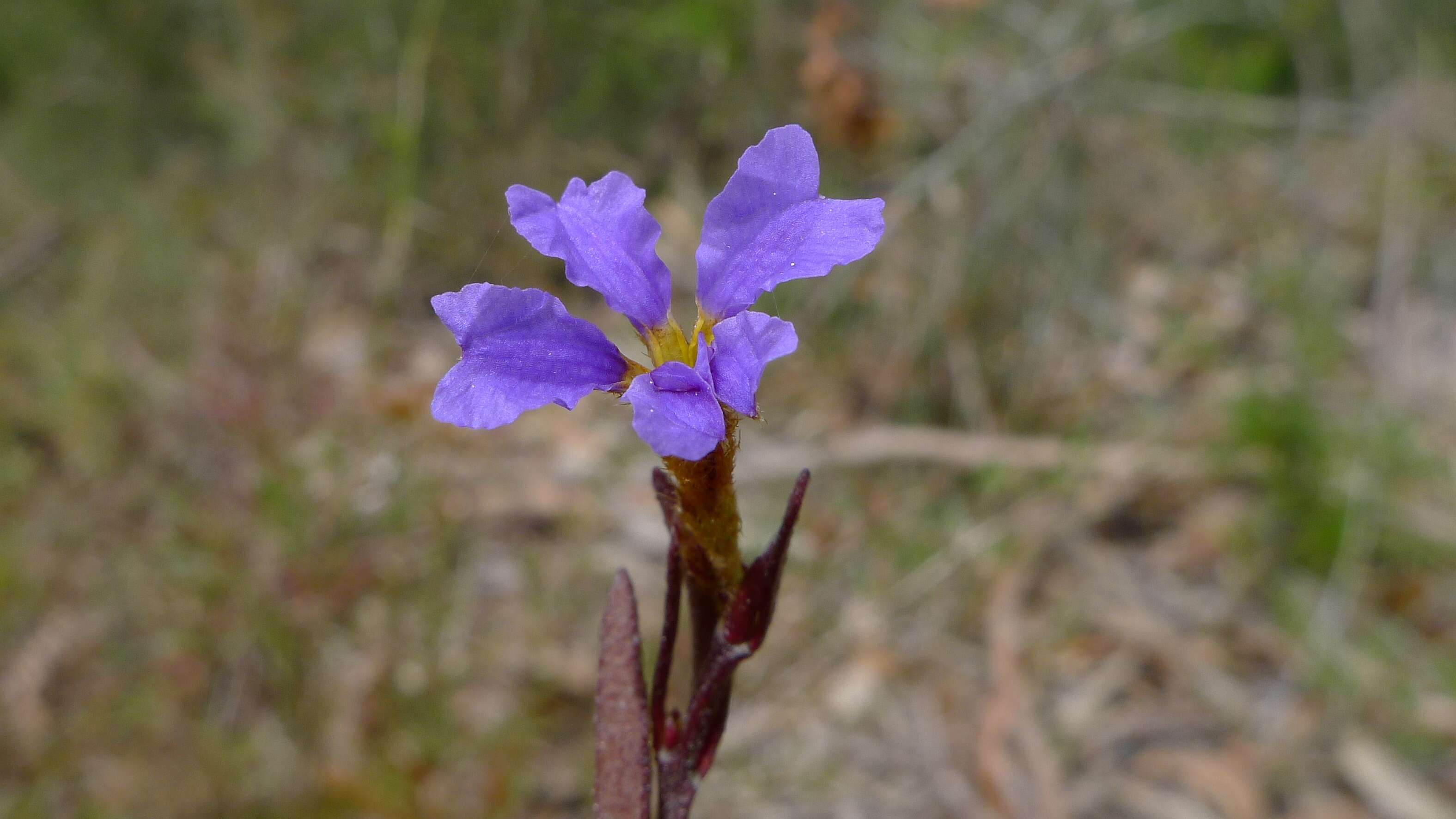 Image of Dampiera stricta (Smith) R. Br.