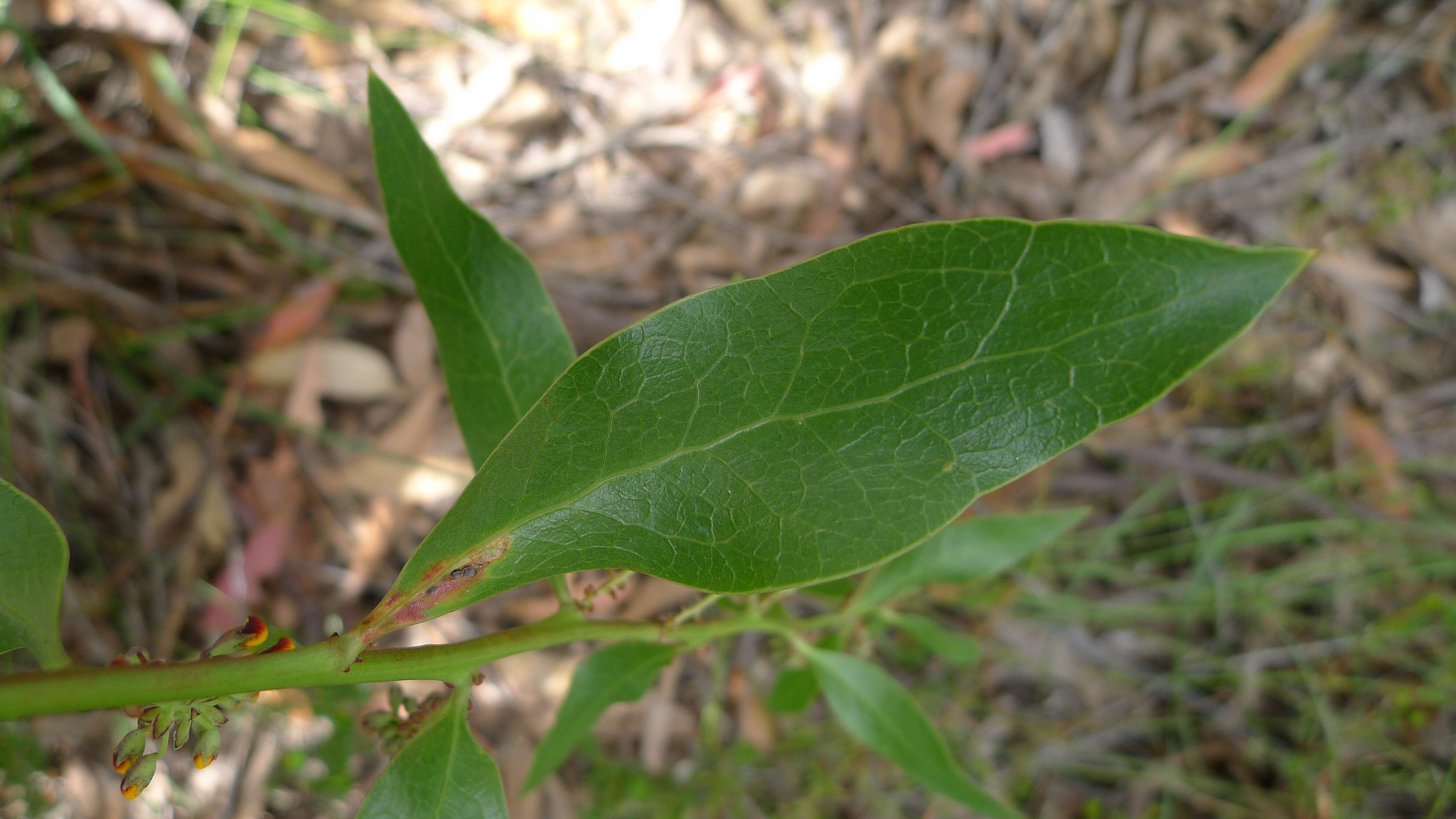 Imagem de Daviesia corymbosa Sm.