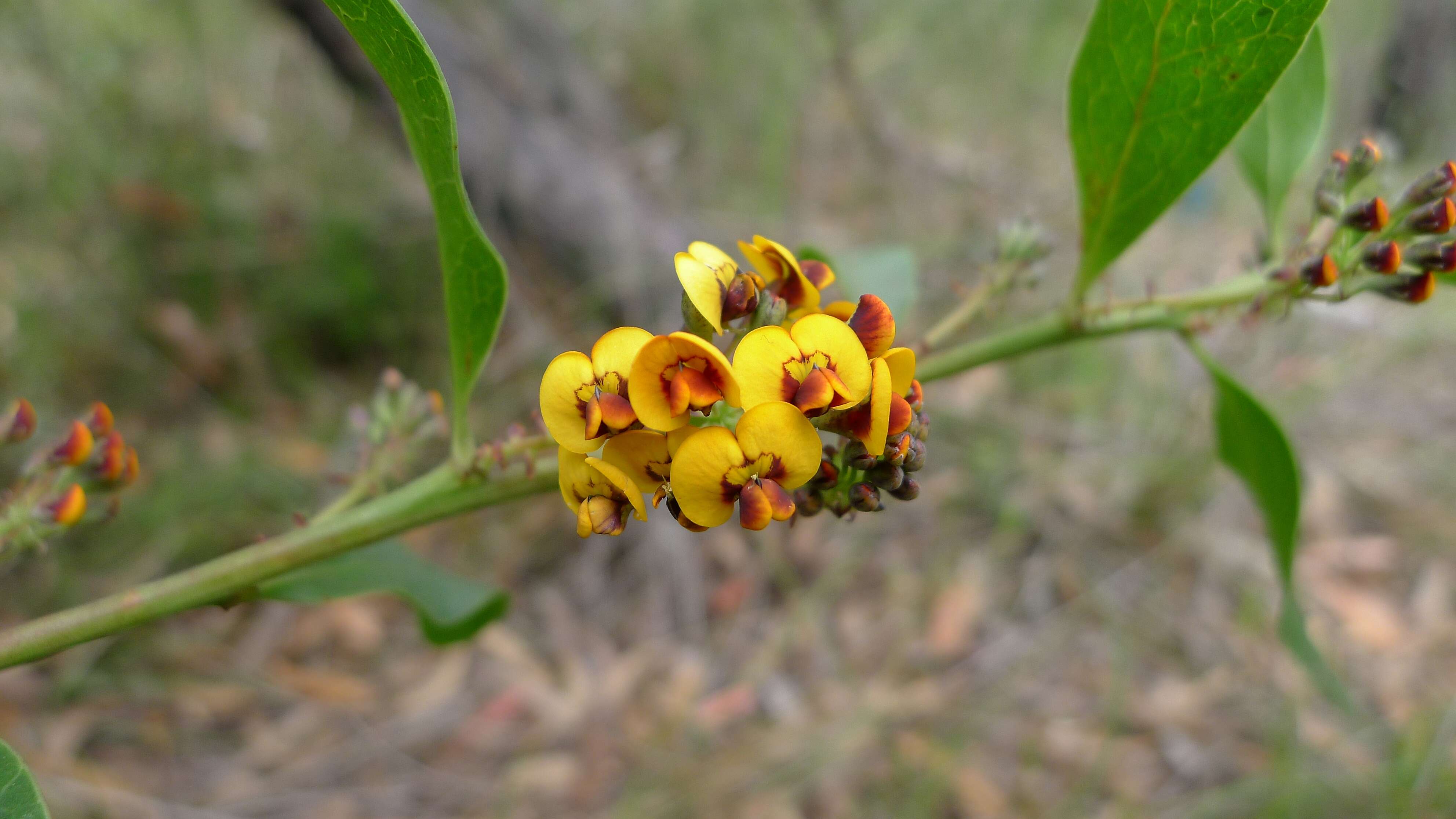 Imagem de Daviesia corymbosa Sm.