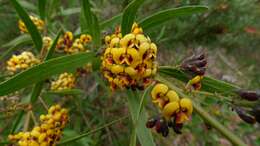 Imagem de Daviesia corymbosa Sm.