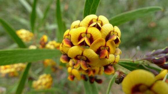 Imagem de Daviesia corymbosa Sm.