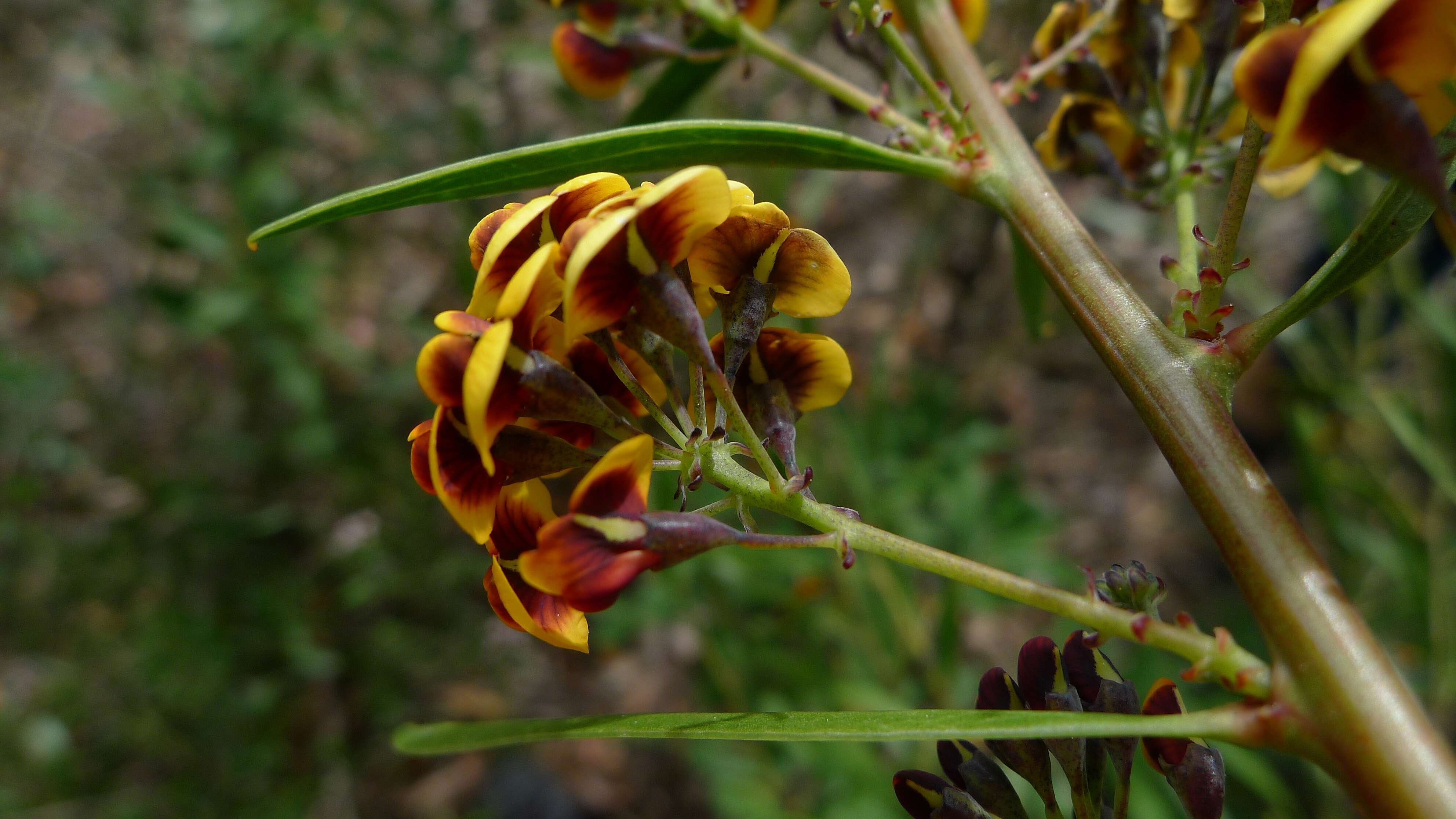 Imagem de Daviesia corymbosa Sm.