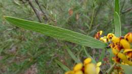 Imagem de Daviesia corymbosa Sm.