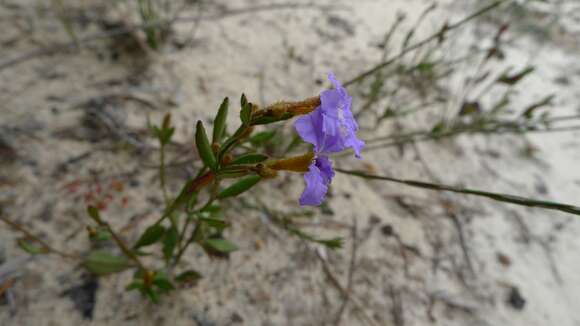 Image of Dampiera stricta (Smith) R. Br.