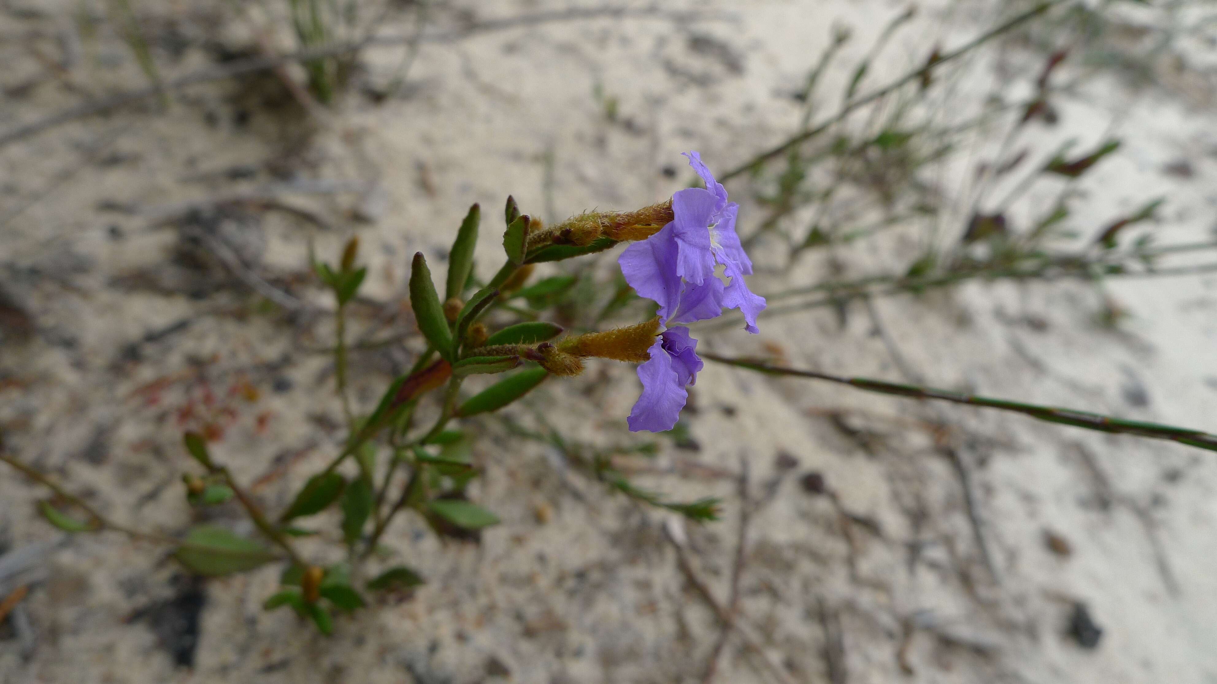 Image of Dampiera stricta (Smith) R. Br.