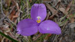 Imagem de Patersonia sericea R. Br.