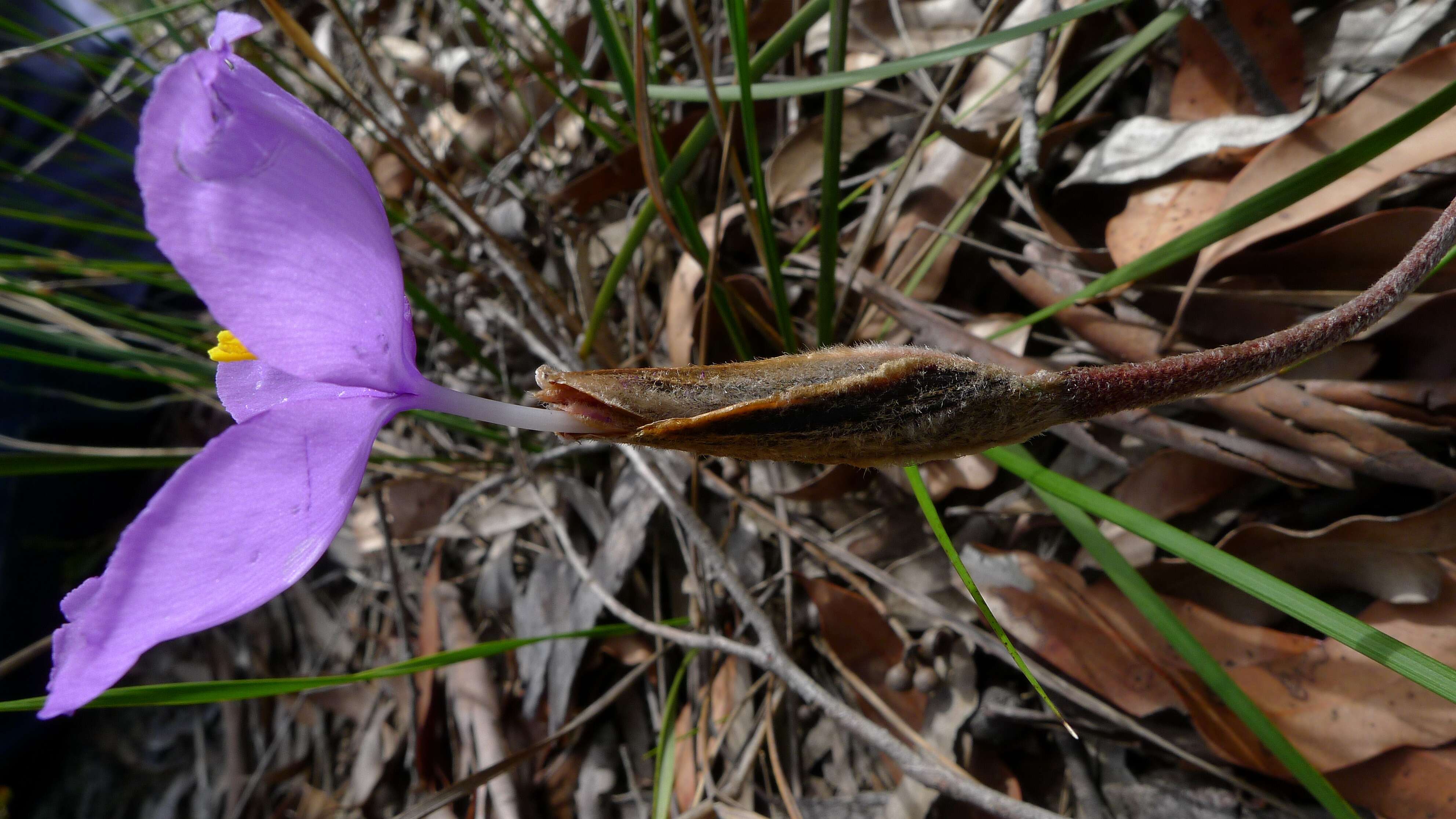 Imagem de Patersonia sericea R. Br.