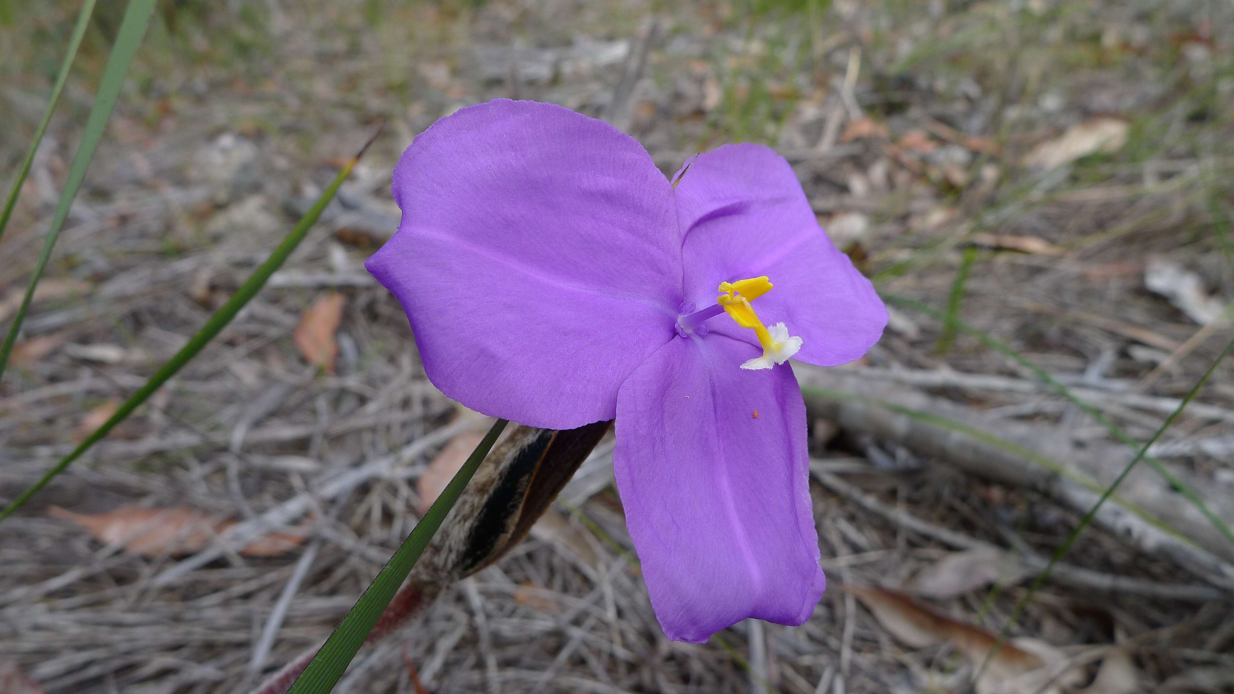 Imagem de Patersonia sericea R. Br.