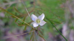 Plancia ëd Mitrasacme polymorpha R. Br.