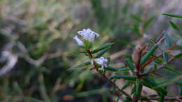 Image of Leucopogon ericoides (Sm.) R. Br.