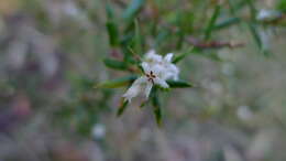 Image of Leucopogon ericoides (Sm.) R. Br.