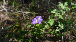 Image of Dampiera stricta (Smith) R. Br.