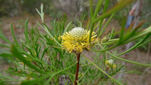 Imagem de Isopogon anemonifolius (Salisb.) Knight