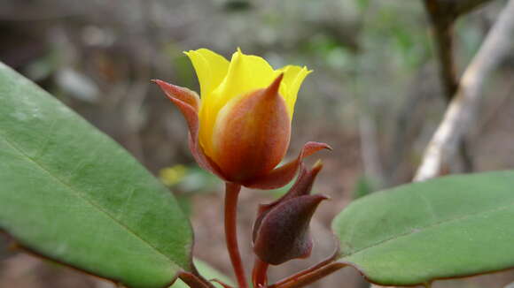 Image of Hibbertia dentata R. Br.