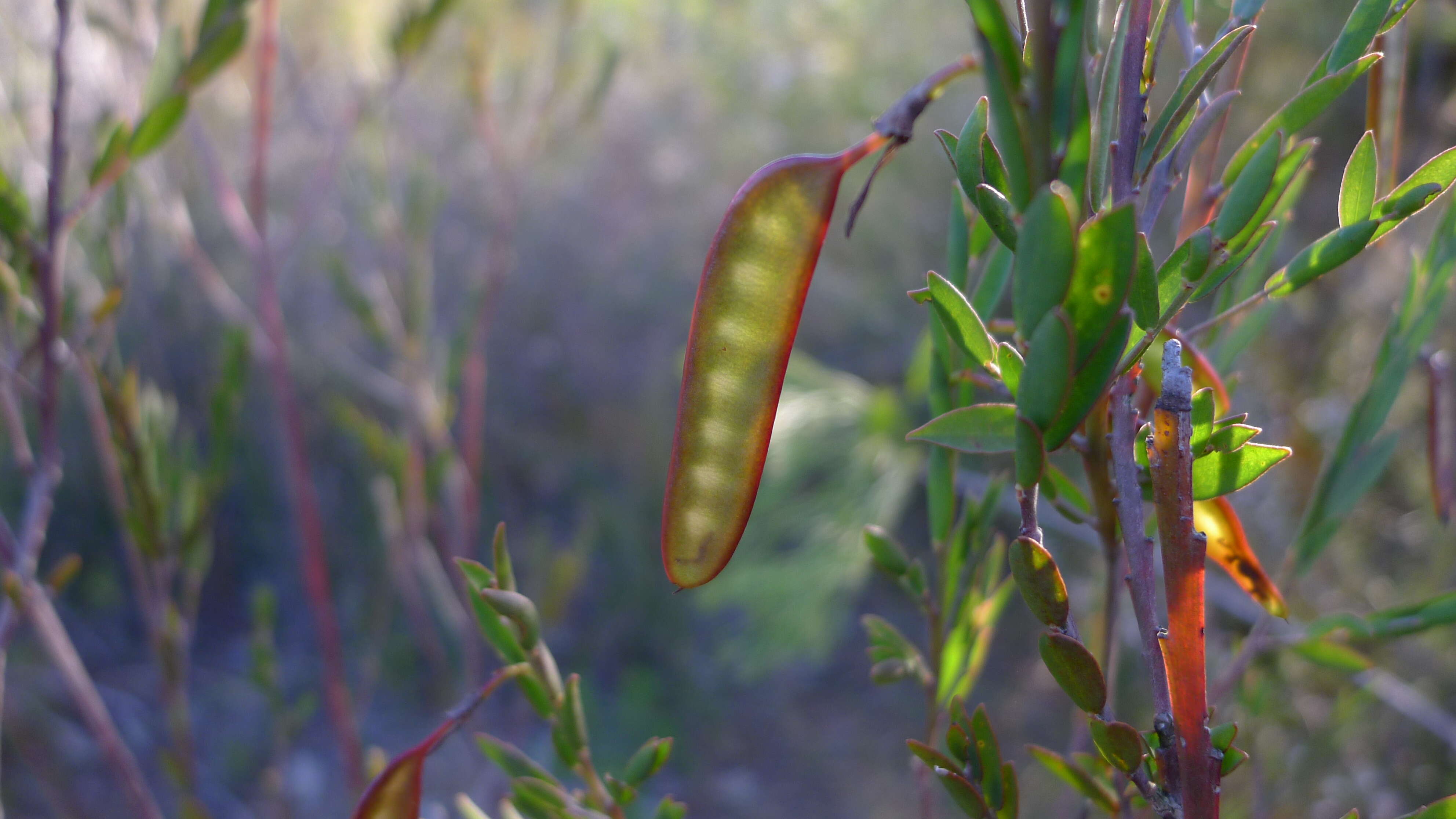 Sivun Bossiaea heterophylla Vent. kuva