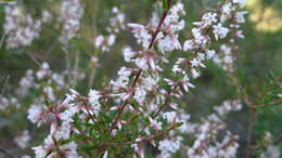 Image of Leucopogon ericoides (Sm.) R. Br.