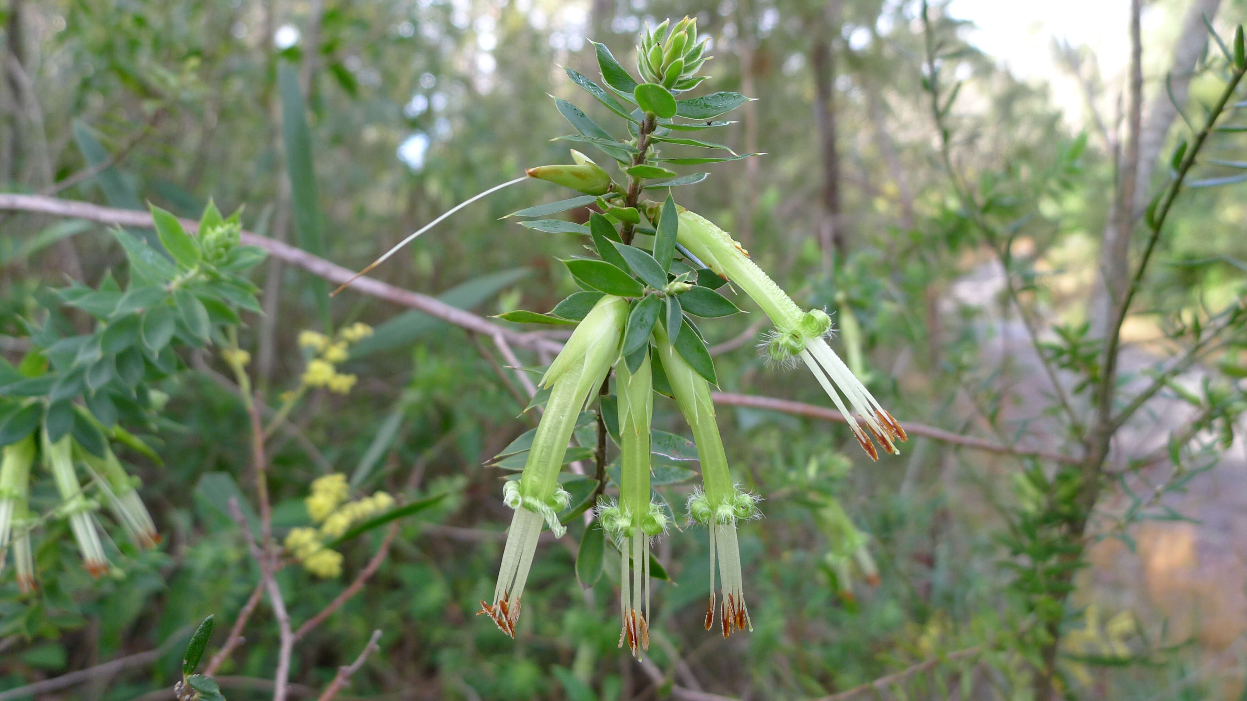 Image of Styphelia viridis Andr.