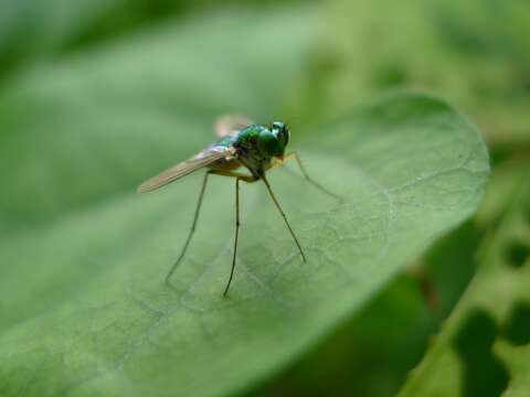 Image of Austrosciapus