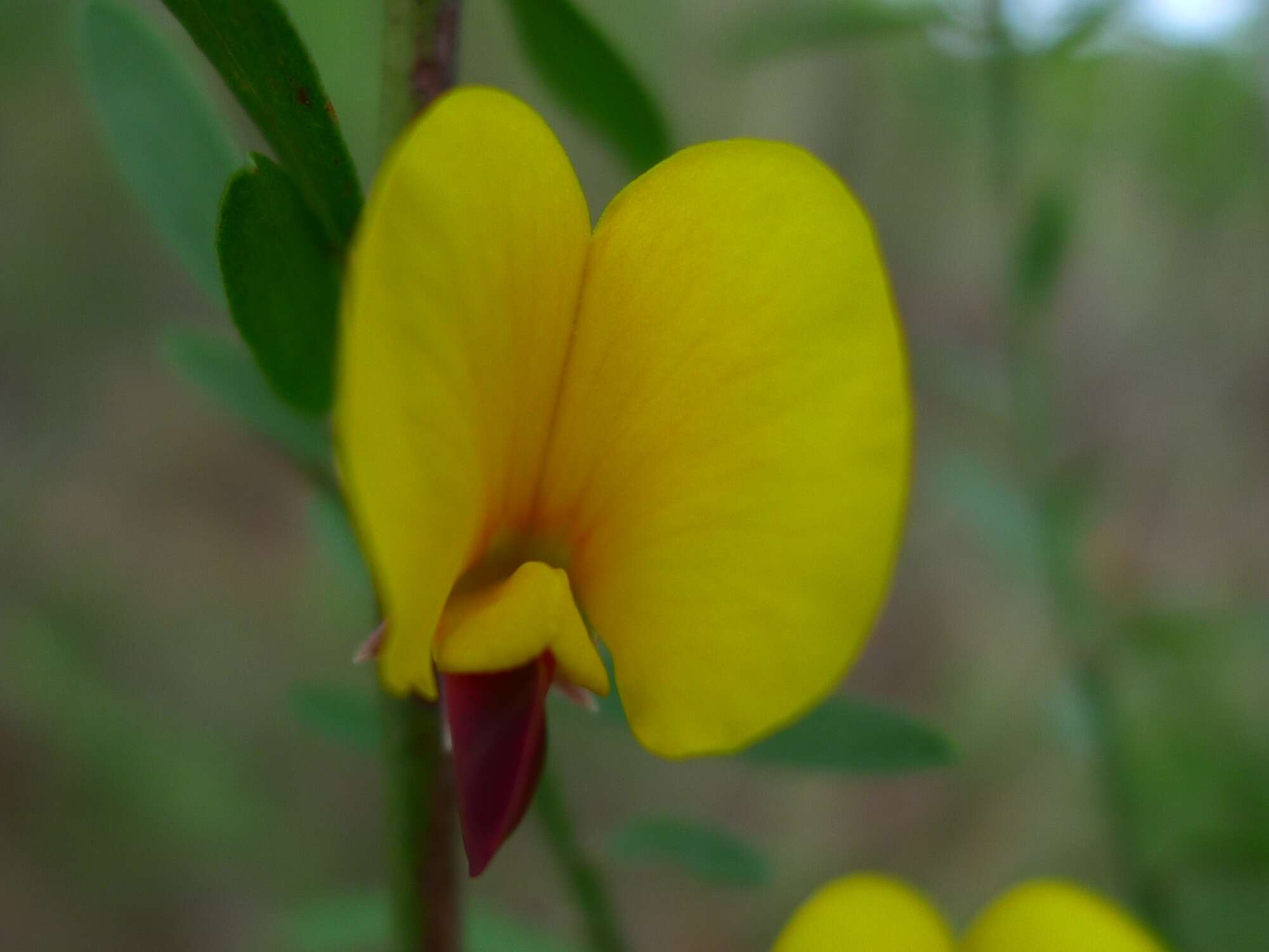 Sivun Bossiaea heterophylla Vent. kuva