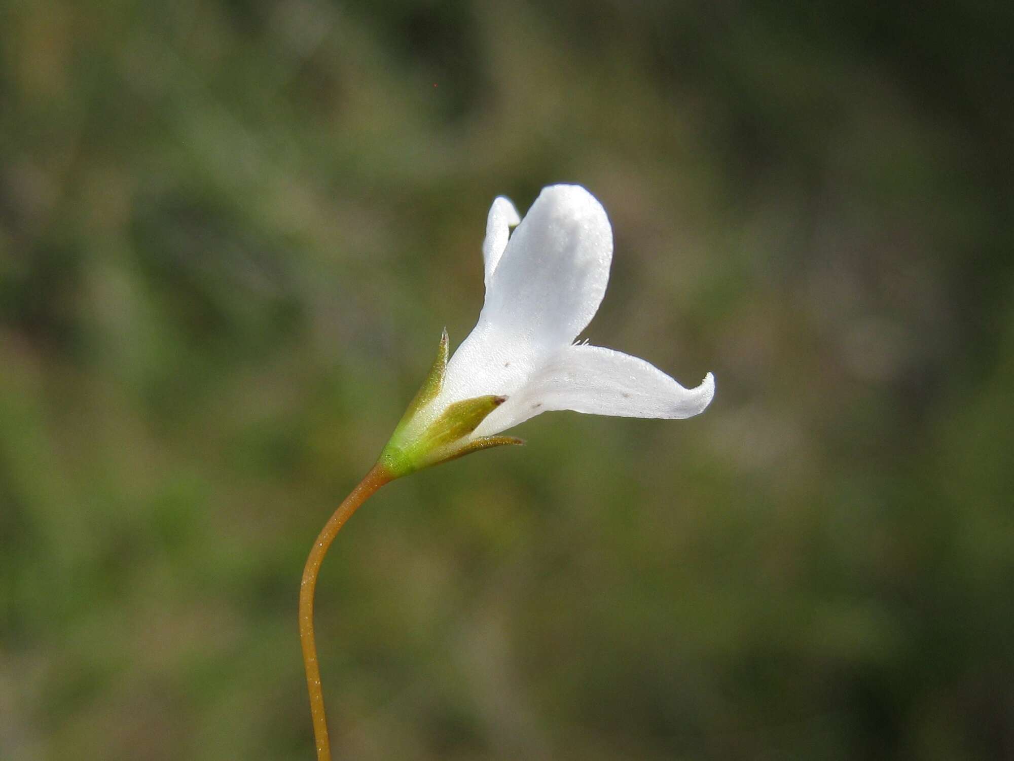 Plancia ëd Mitrasacme polymorpha R. Br.