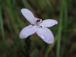 Image de Pseuderanthemum variabile (R. Br.) Radlk.