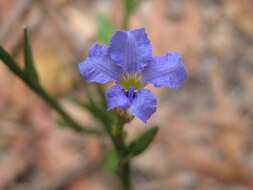 Image of Dampiera stricta (Smith) R. Br.