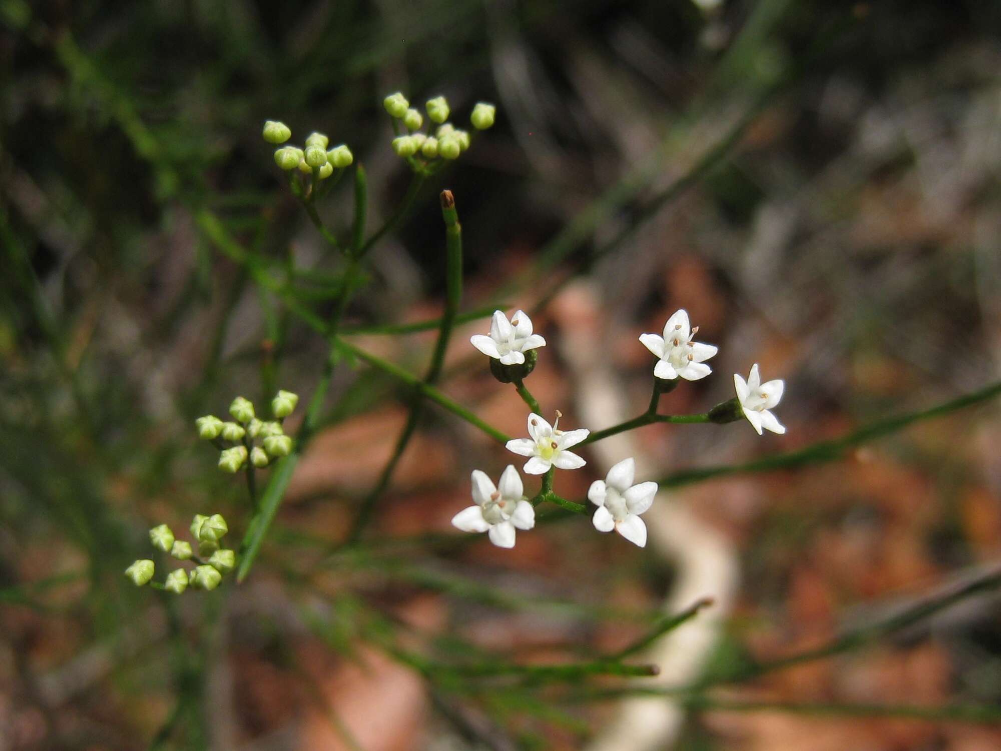 Imagem de Platysace linearifolia (Cav.) C. Norman