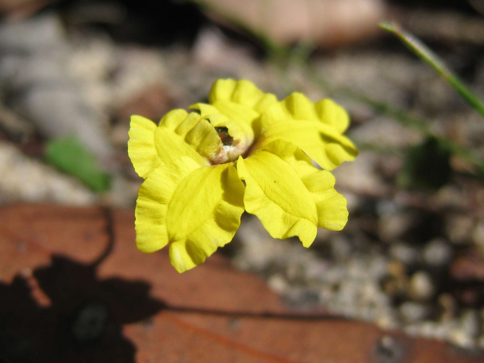 Image of Goodenia hederacea Sm.