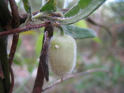 Imagem de Billardiera scandens Sm.