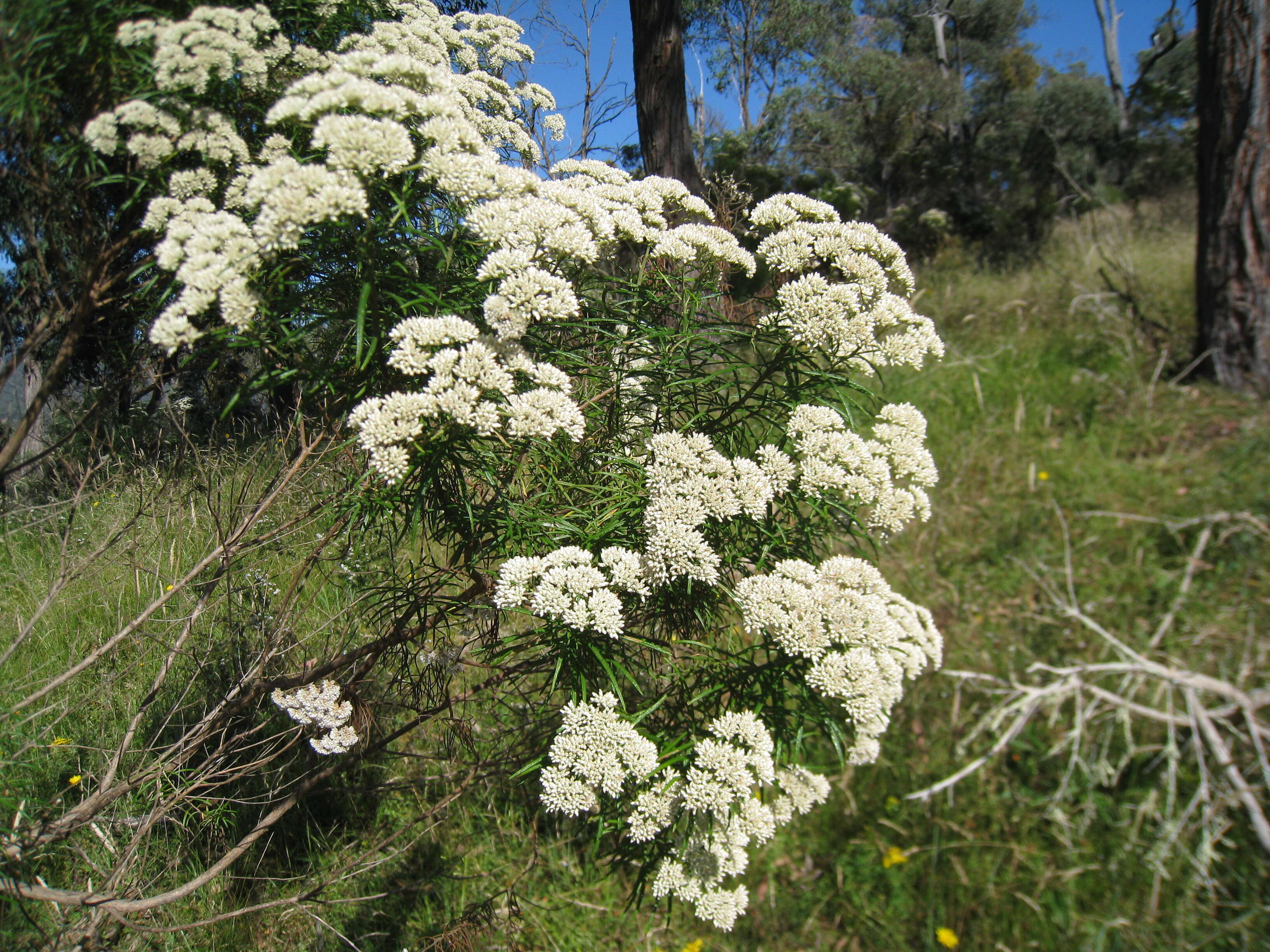 Plancia ëd Cassinia aculeata (Labill.) R. Br.