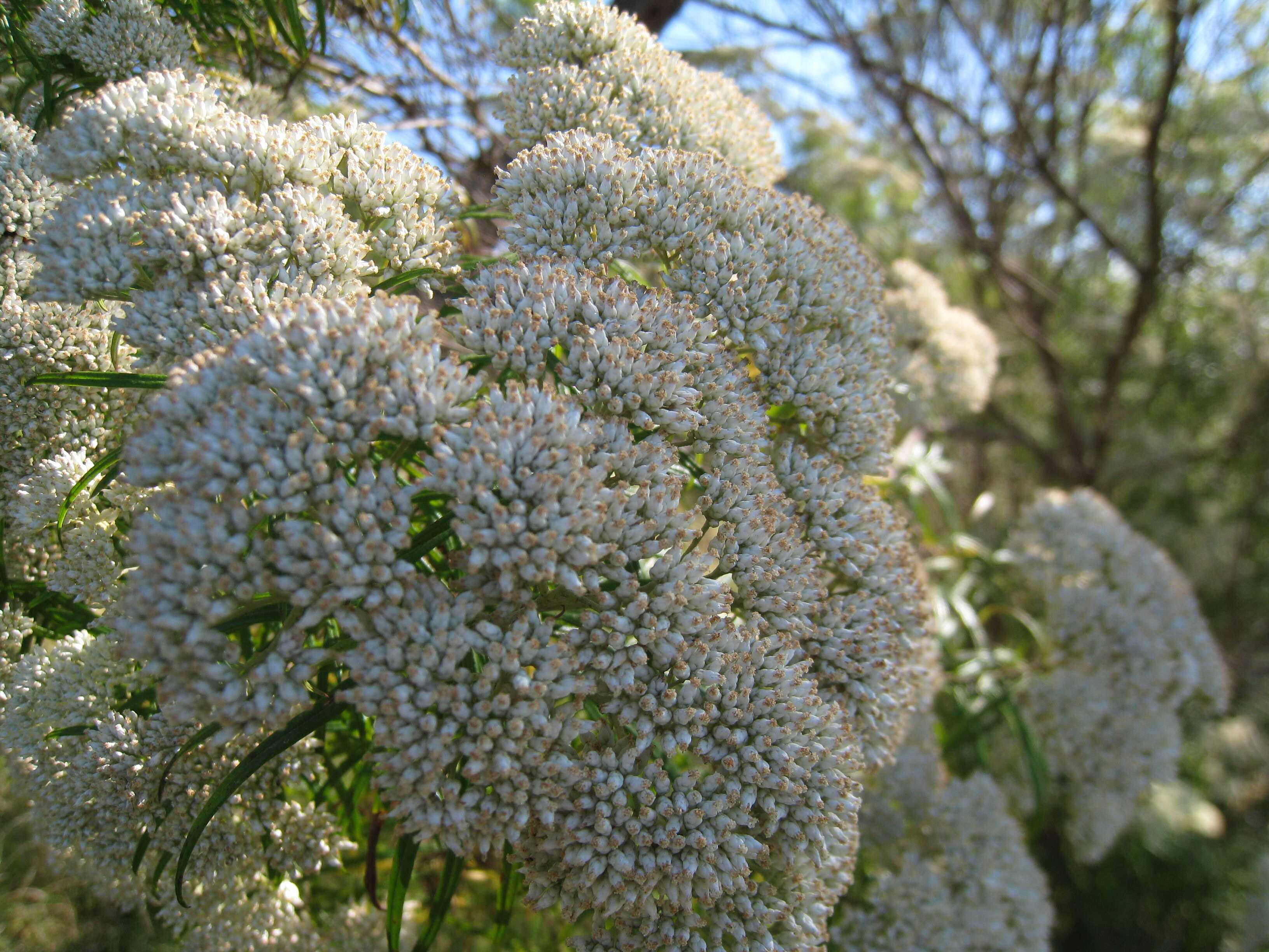 Plancia ëd Cassinia aculeata (Labill.) R. Br.