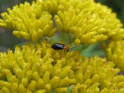 Cassinia aureonitens resmi