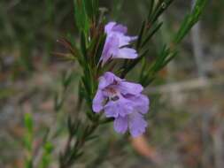 Image of Hemigenia purpurea R. Br.