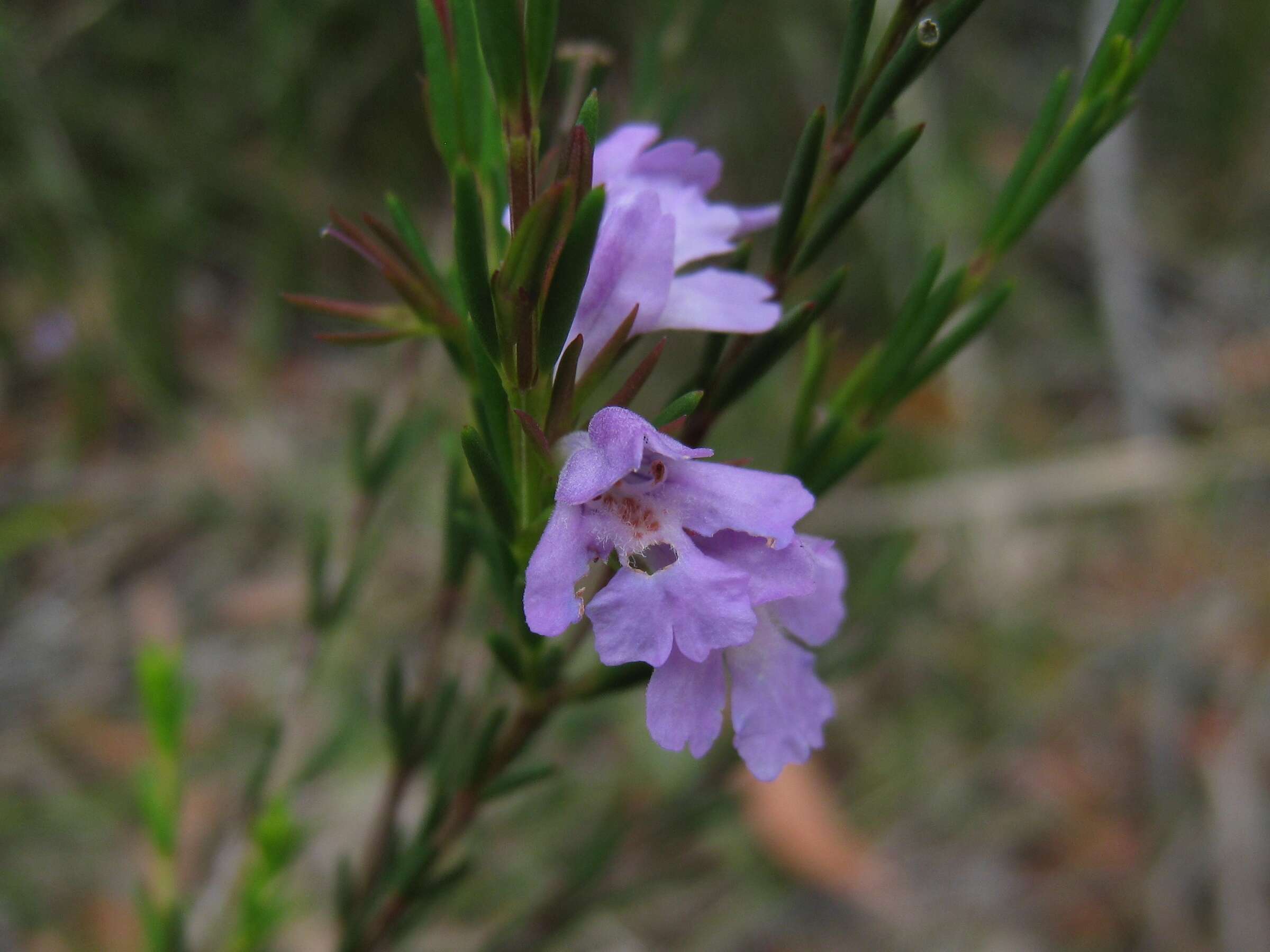 Hemigenia purpurea R. Br.的圖片