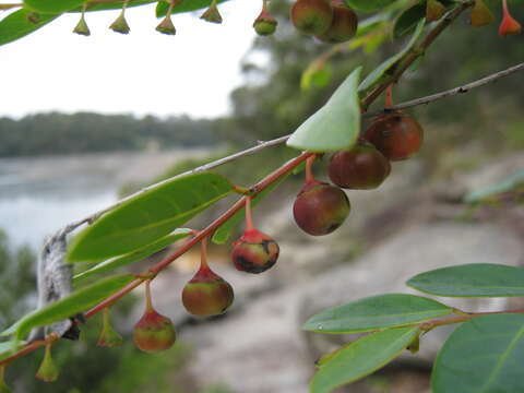 Image of Breynia oblongifolia (Müll. Arg.) Müll. Arg.