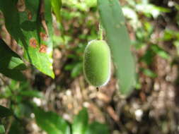 Imagem de Billardiera scandens Sm.