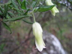 Imagem de Billardiera scandens Sm.