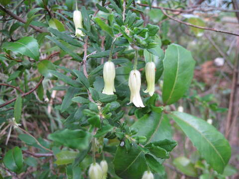 Image of Billardiera scandens Sm.