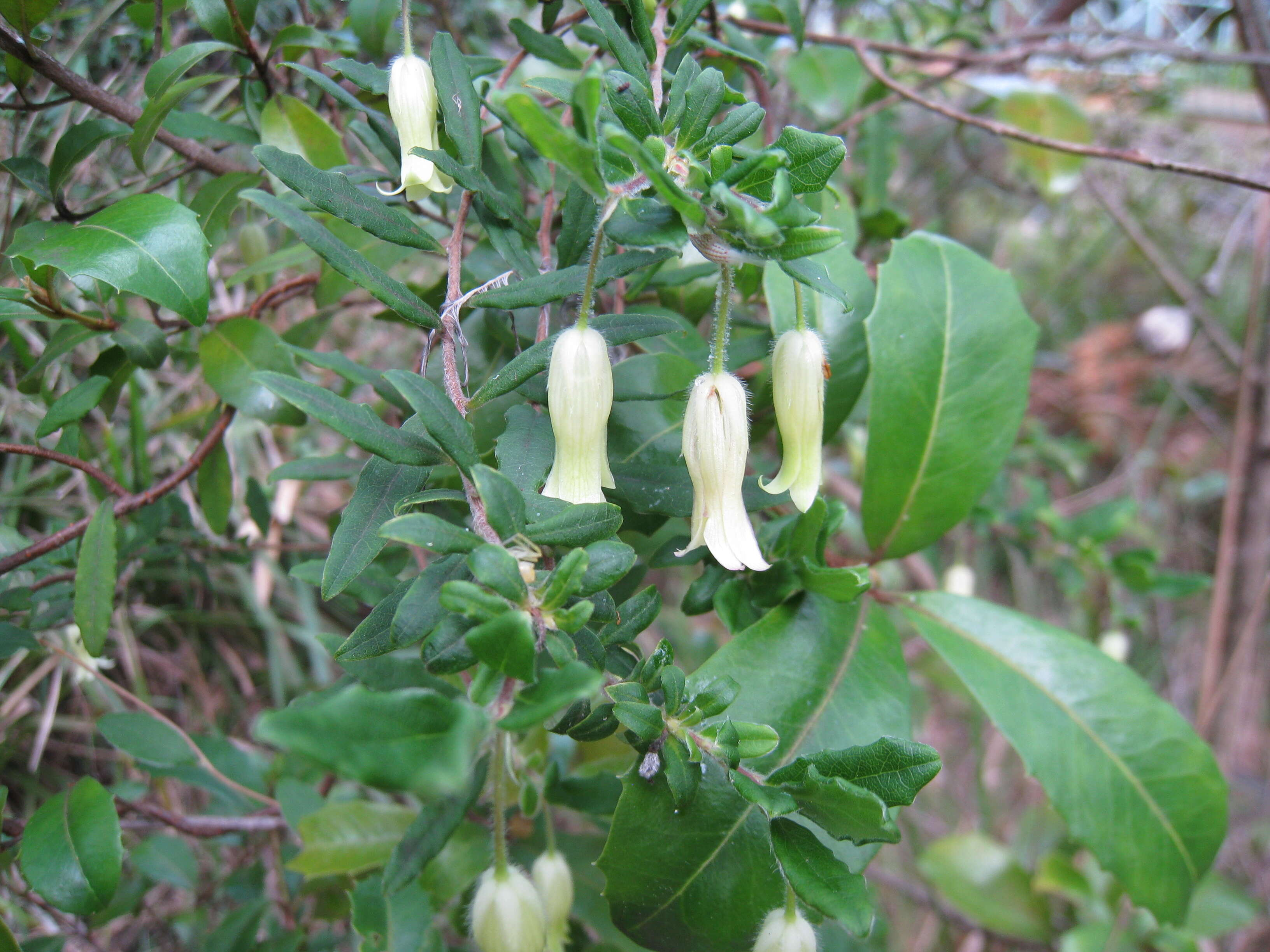 Imagem de Billardiera scandens Sm.