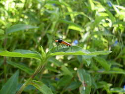 Imagem de Commelina cyanea R. Br.