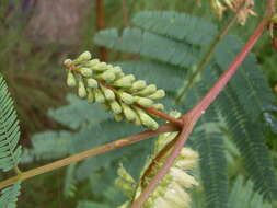 Image of plume albizia