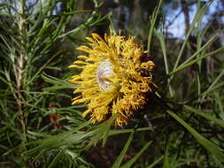 Image of Isopogon anemonifolius (Salisb.) Knight