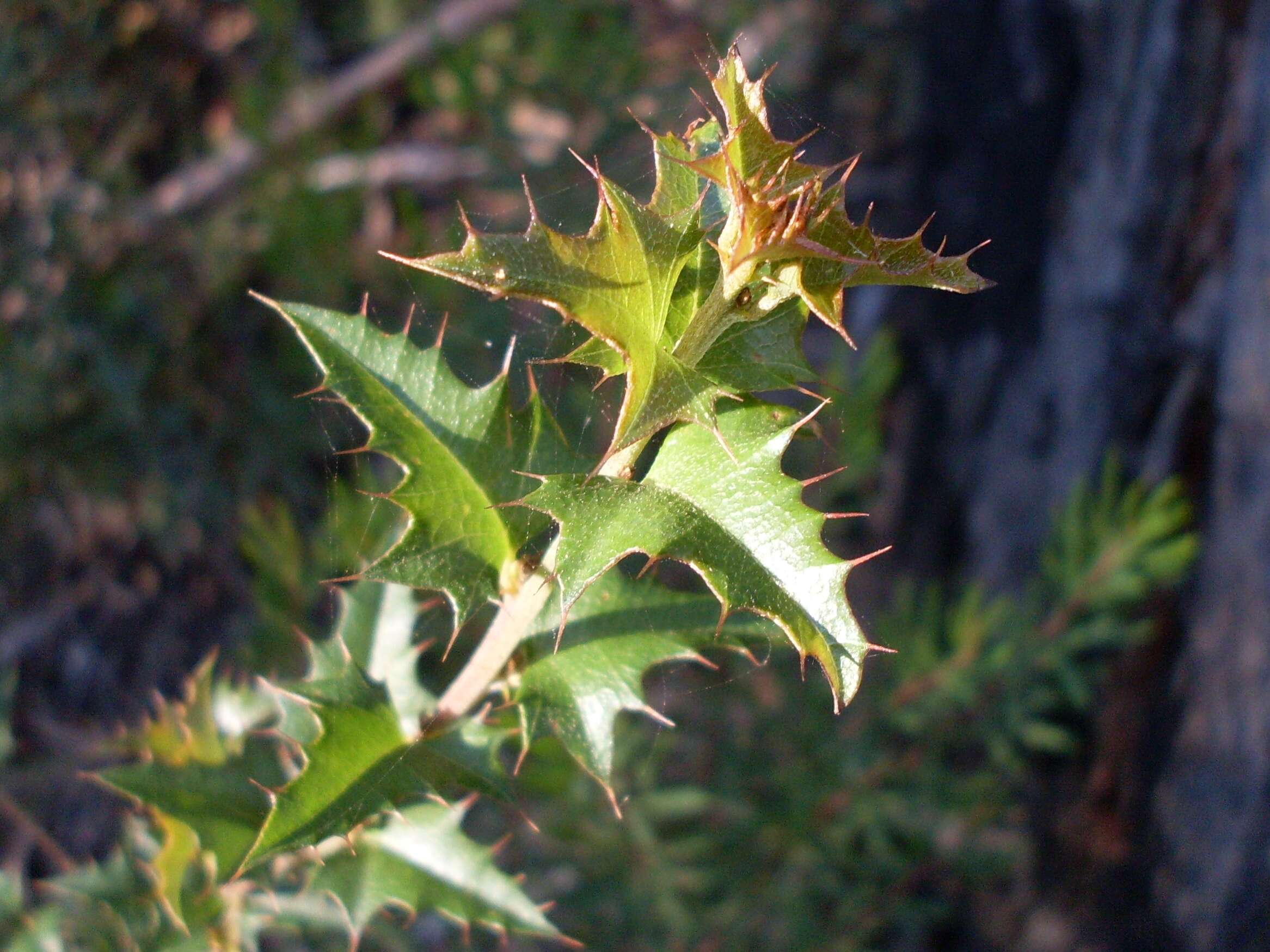 Image de Podolobium ilicifolium (Andrews) Crisp & P. H. Weston