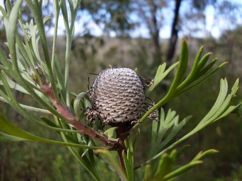 Imagem de Isopogon anemonifolius (Salisb.) Knight