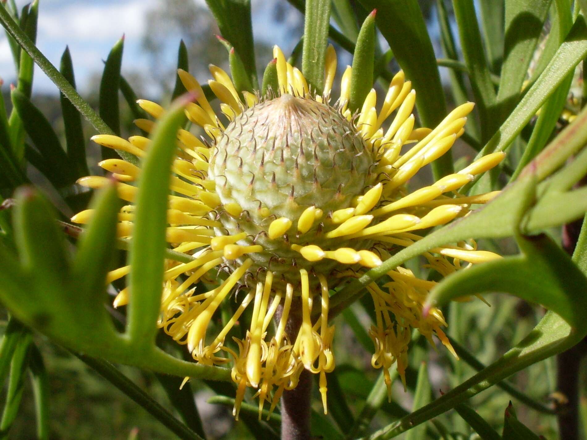 Image of Isopogon anemonifolius (Salisb.) Knight