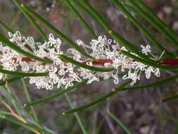 Image of pincushion tree