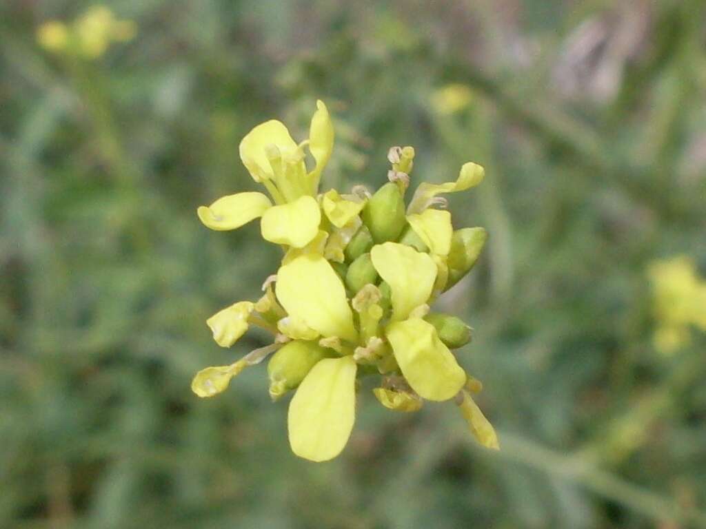 Image of Asian mustard